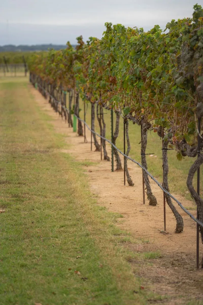 Rows of vines running down a hillside at a winery